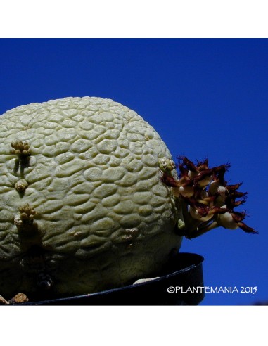 PSEUDOLITHOS migiurtinus (5 g)