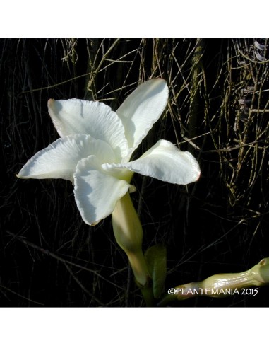 PACHYPODIUM decaryi (5 s)