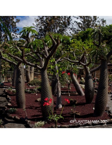 PACHYPODIUM lamerei f.ramosum (10 g)