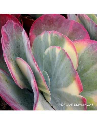 KALANCHOE luciae variegata (Fantastic)