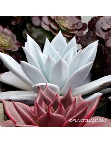 ECHEVERIA  colorata ‘Mexican Giant’