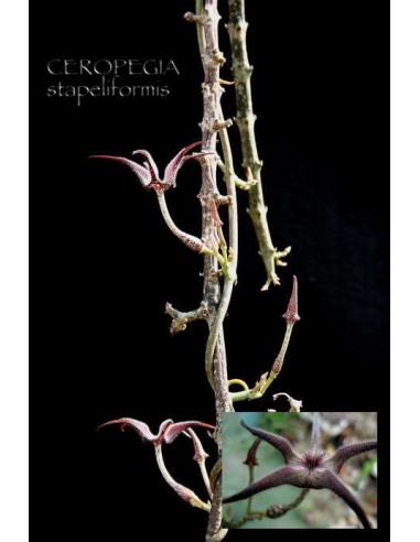 CEROPEGIA stapeliformis