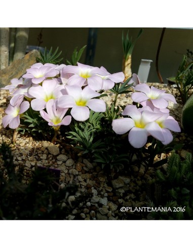 OXALIS flava 'golden island'