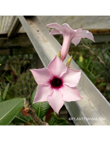 ADENIUM bohemianum