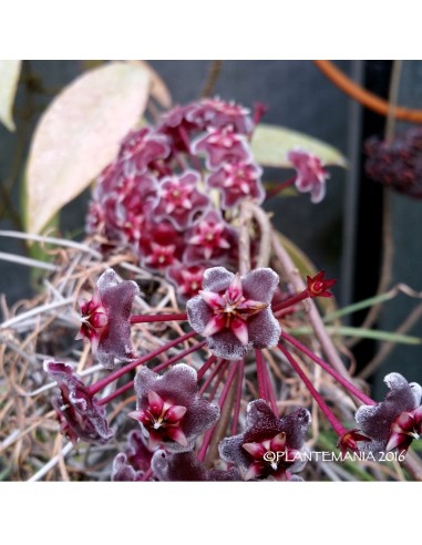 HOYA pubicalyx cv. Red Button