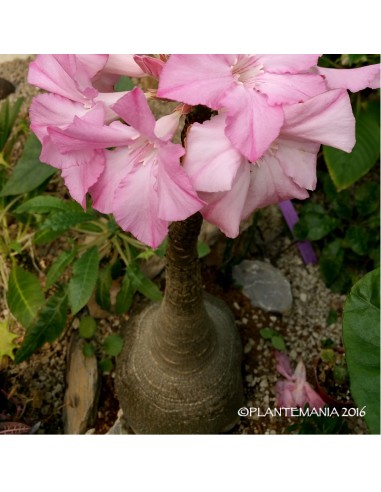 ADENIUM socotranum