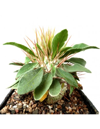  PACHYPODIUM namaquanum 