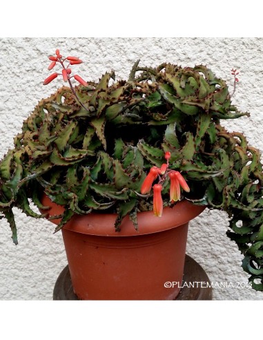 ALOE castilloniae