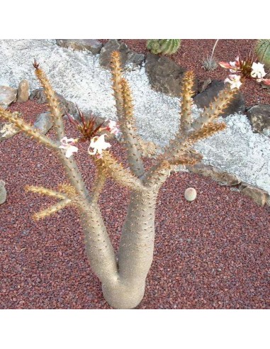 PACHYPODIUM rutenbergianum (5 s)