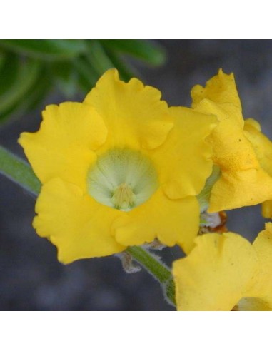 PACHYPODIUM horombense (10 g)