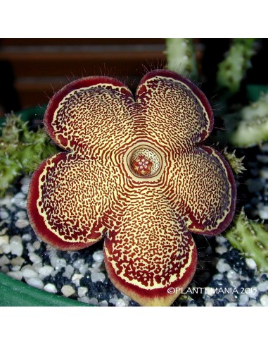 EDITHCOLEA grandis Mukondoni (5 g)