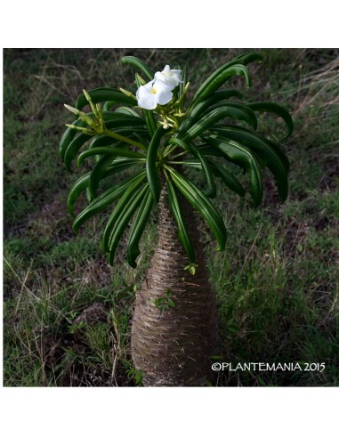 PACHYPODIUM fiherensis