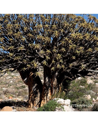 ALOE ramosissima