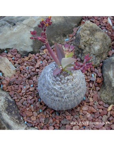 EUPHORBIA pachypodioides