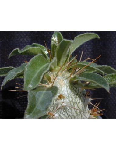 PACHYPODIUM saundersii