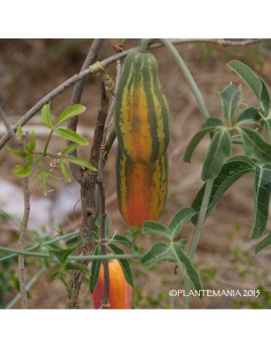 TROCHOMERIOPSIS diversifolia