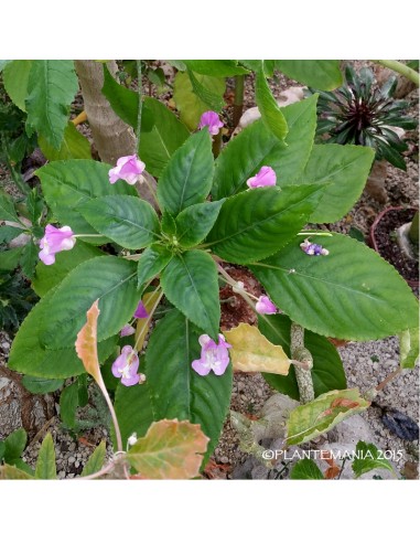 IMPATIENS tuberosa