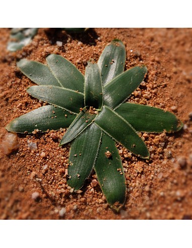 ORNITHOGALUM secundum