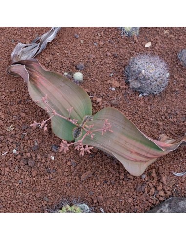 WELWITSCHIA mirabilis