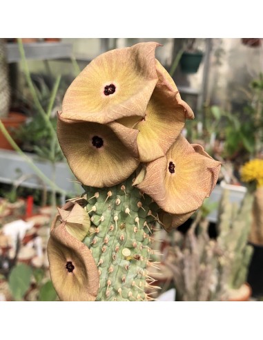 HOODIA gordonii (5 g)