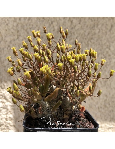 TYLECODON reticulatus f. Strandfontein (+10 g)