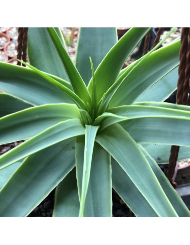 ALOE ankoberensis (5 g)