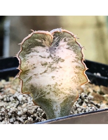 EUPHORBIA robechchii