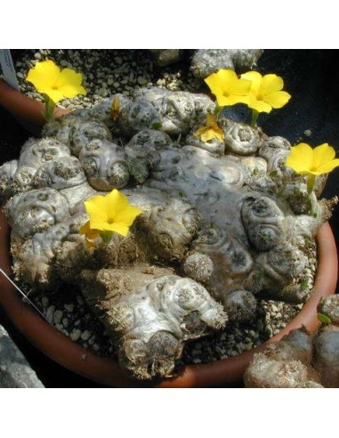 PACHYPODIUM brevicaule