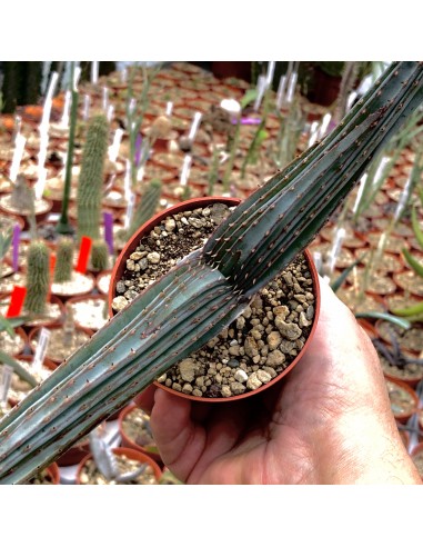 ALOE suprafoliata