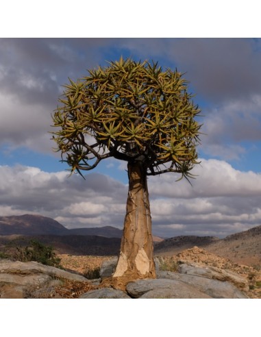 ALOE dichotoma (10 g)