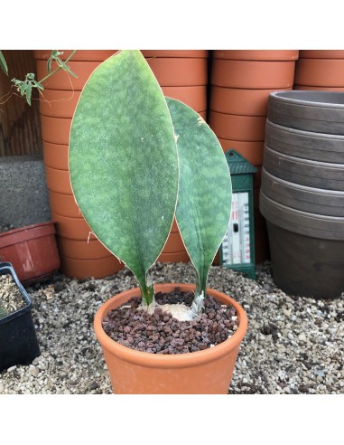 SANSEVIERIA masoniana