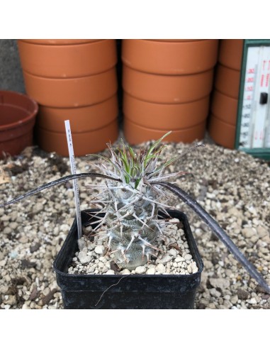 PACHYPODIUM geayii