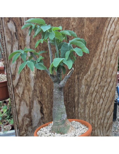 ADENIA glauca