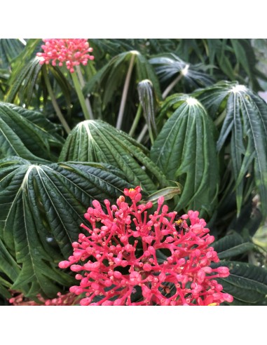 JATROPHA multifida (Fleurs rouges)