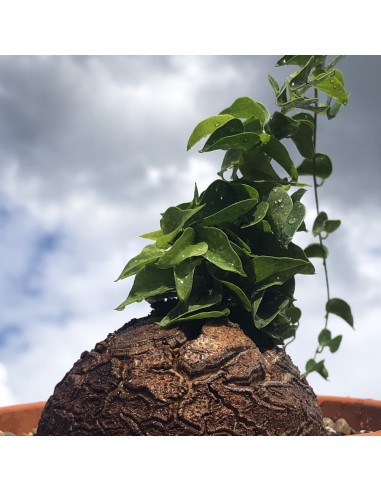 DIOSCOREA elephantipes