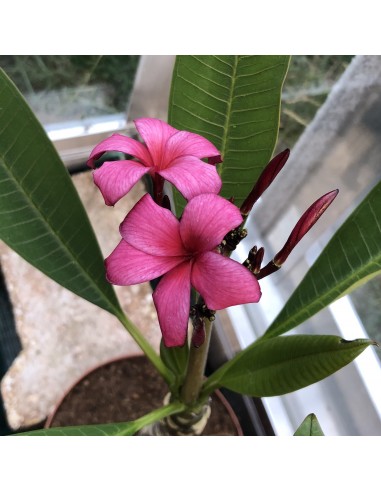 PLUMERIA hybride