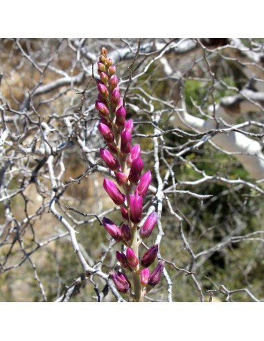 KALANCHOE grandidieri