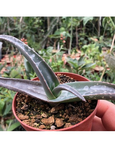 ALOE pratermissa