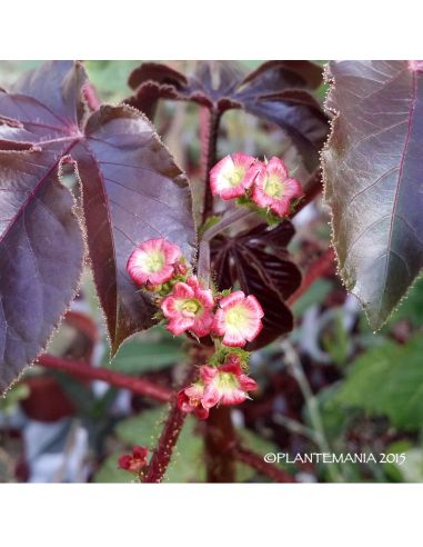 JATROPHA gossypifolia (5 s)