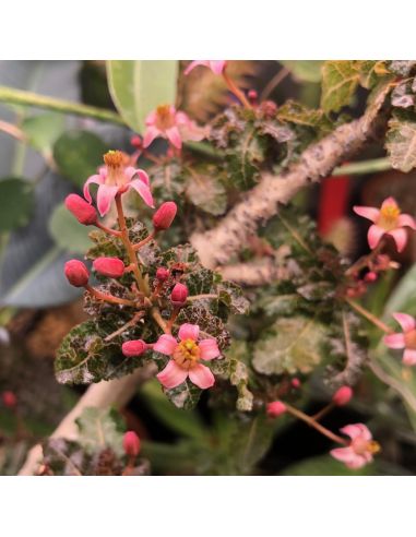 BOSWELLIA nana