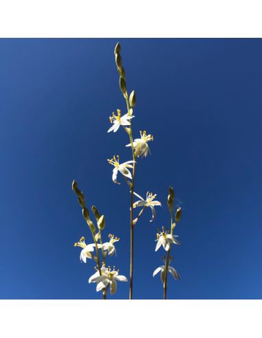 ORNITHOGALUM hispidum (10 g)