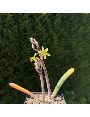 ORNITHOGALUM unifoliatum (5 g)