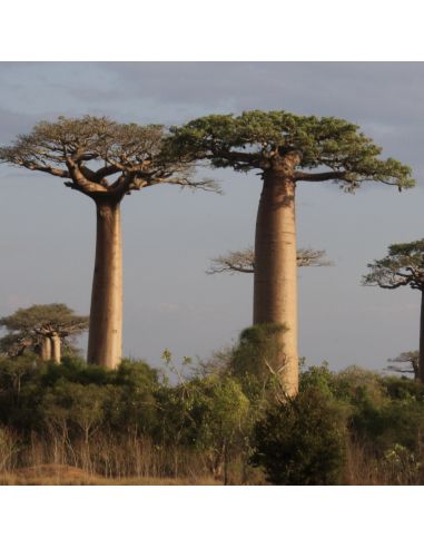 ADANSONIA grandidieri