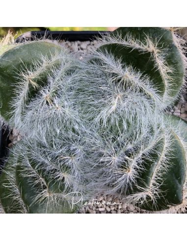 CRASSULA barbata (10 s)