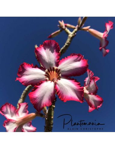 ADENIUM  multiflorum (5 g)