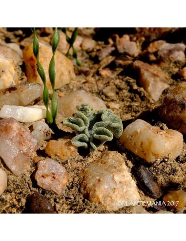 ERIOSPERMUM titanopsioides