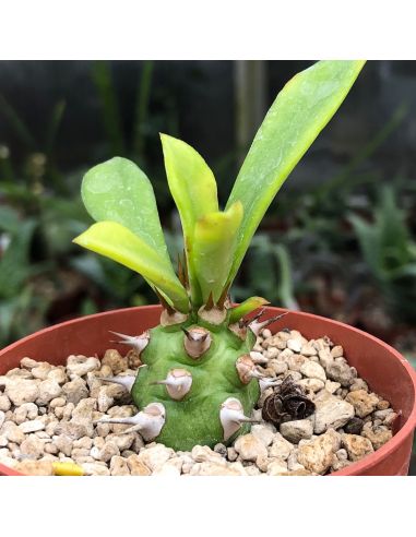 EUPHORBIA X trapiifolia X venenifica