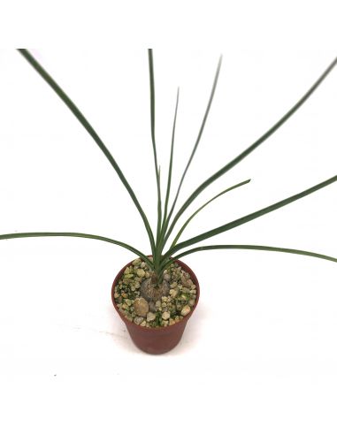 NOLINA stricta