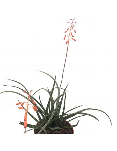 ALOE bellatula