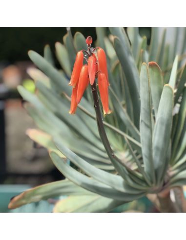 ALOE plicatilis